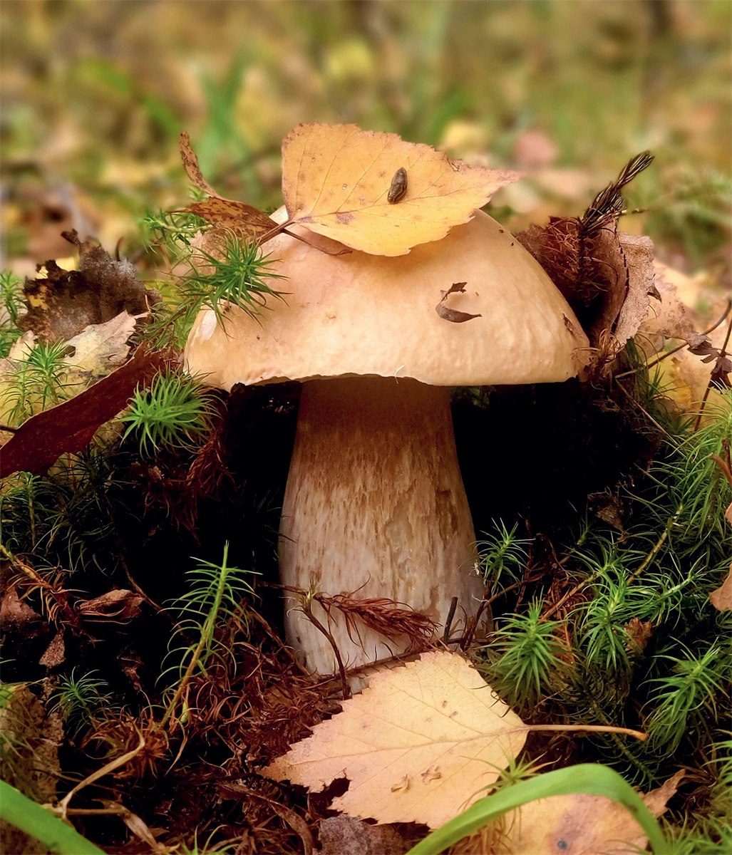 Piękny prawdziwek zbliżenie